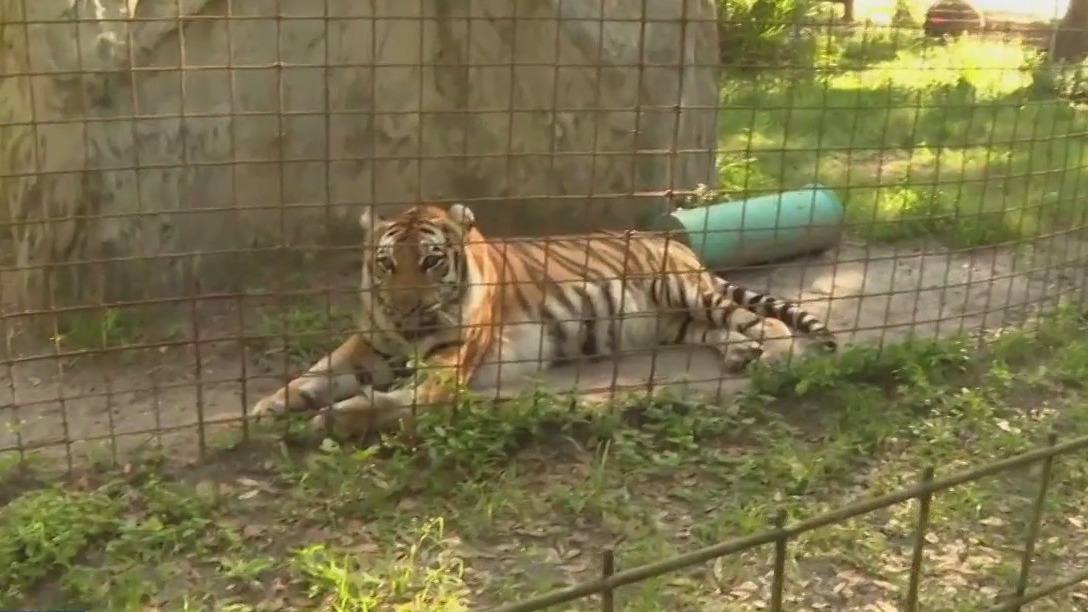 Big Cat Public Safety deadline looms